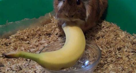 This page contains affiliate links. Can Guinea Pigs Eat Bananas?