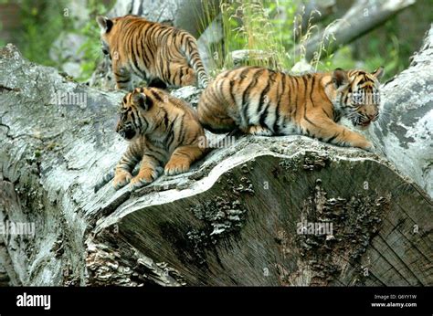 Sumatran Tiger Cubs Dublin Zoo Stock Photo Alamy