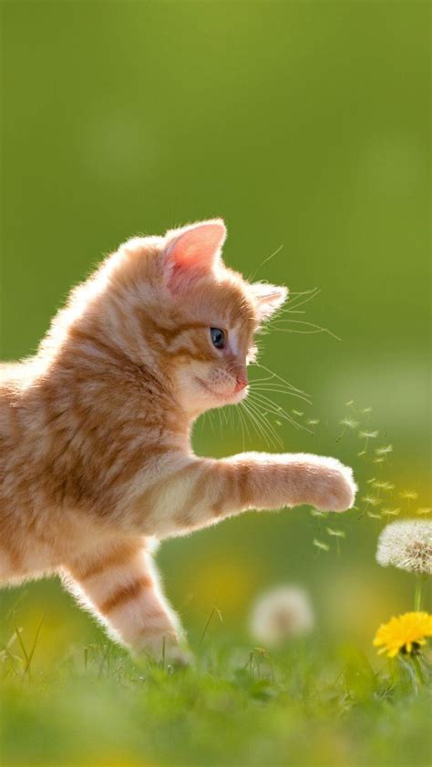 Cute Cat For Mobile Wallpapers And Hd Backgrounds Free Download On Picgaga