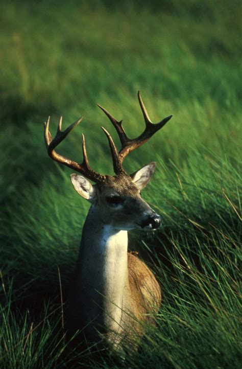 Filewhite Tailed Deer Male Buck Close Up Odocoileus Virginianus