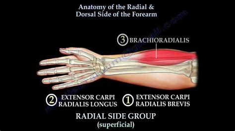 Picture Of Forearm Tendons The Forearm Is Divided Into Two