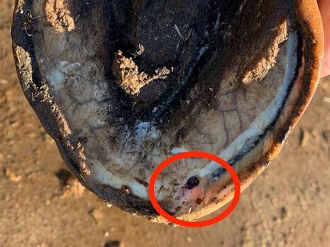 Hoof Abscesses Are Common Southwest Equine Veterinary Group