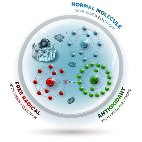 What Is Oxidative Stress And Why Does It Matter To Metabolic Health