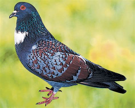 Les Pigeons De Race élevage Et Vente Ferme De Beaumont