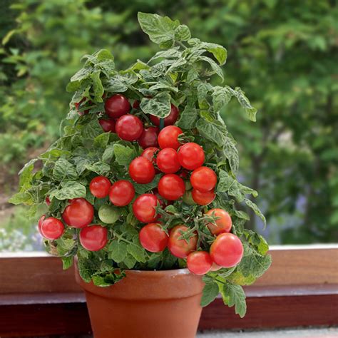 Tomato Plants F1 Sweet N Neat Red