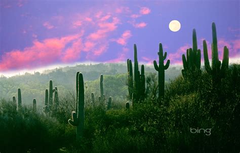 Wallpaper The Moon Desert Az Usa Saguaro Cactus Night