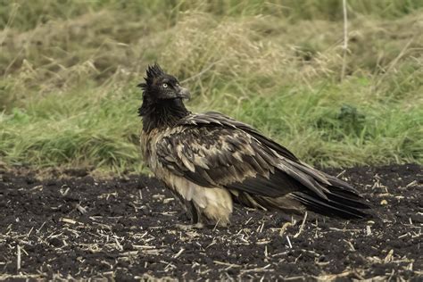 Bearded Vulture By Kevin Elsby Birdguides