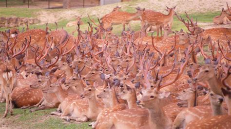 Together Through The Ages Sika Deer Nara Japan Darwins Amazing