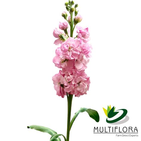 Stock Pink Multiflora