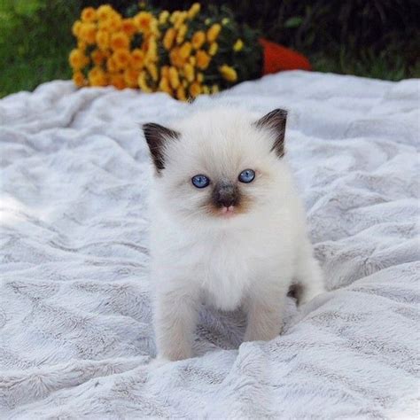 Our kittens go home at 12 weeks of age with all a. ElleRagdolls / South Florida Ragdoll Kitten Breeder ...