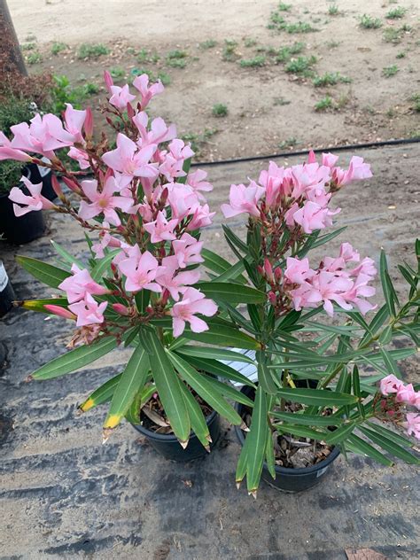 Nerium Oleander Petite Pink 1 Live Plant Ship In 6 Pot