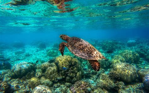 Download Wallpapers Turtle Underwater Great Barrier Reef Sea Turtle