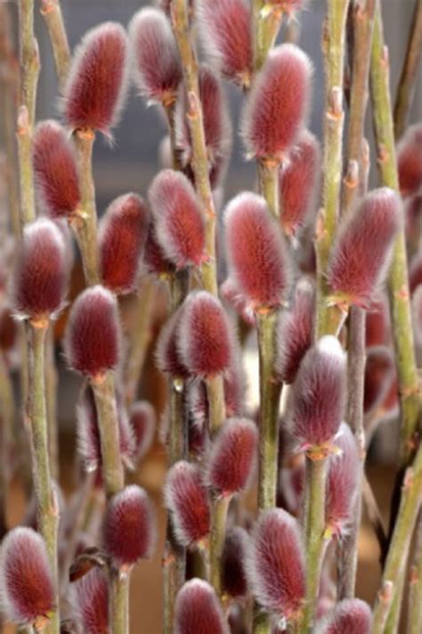 Buy French Pink Pussy Willow Free Shipping Gallon Pot Size Plants My