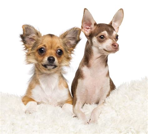 Chihuahua Puppies 4 Months Old Stock Photo Image Of Lying Camera