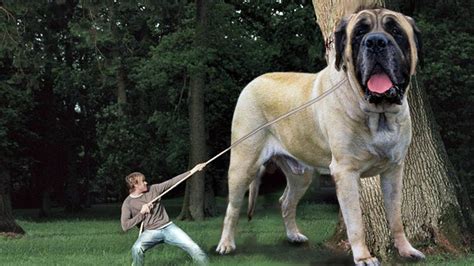 Most Heaviest Dog Ever That Lived On Earth Youtube