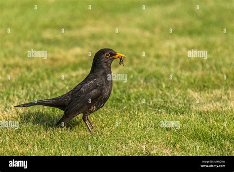 Blackbird Eating A Worm Hi Res Stock Photography And Images Alamy