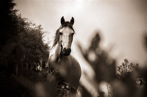 Grayscale Photo Of Horse Picture Image 109922765