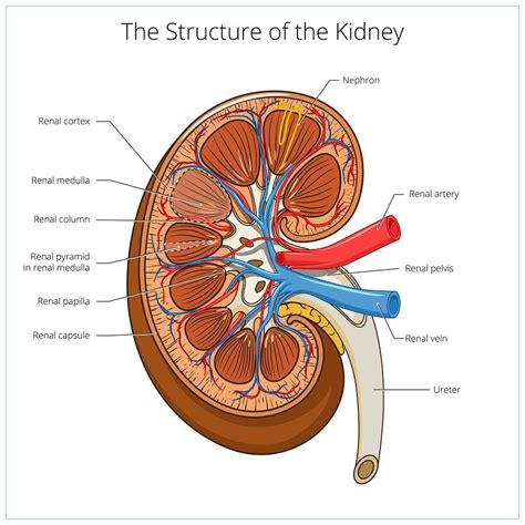 They are beneath the rib cage with one kidney on eit. How to Prevent and Treat Kidney Problems With Food