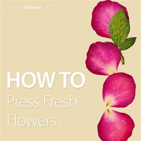 How to preserve fresh flowers in oil. How to Press Fresh Flowers | Fresh flowers, Fresh, Flowers
