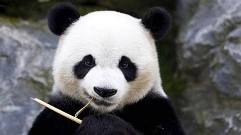 China To Release Fifth Giant Panda India Today
