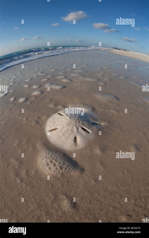 Sand Dollar On Beach Clypeasteroida Providenciales Caribbean Sea