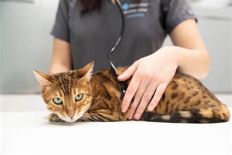 Consejos Para Que Tu Gato Vaya Feliz Al Veterinario Hospital