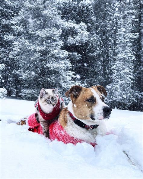 This Cat And Dog Duo Love Travelling Together And They Take The Best
