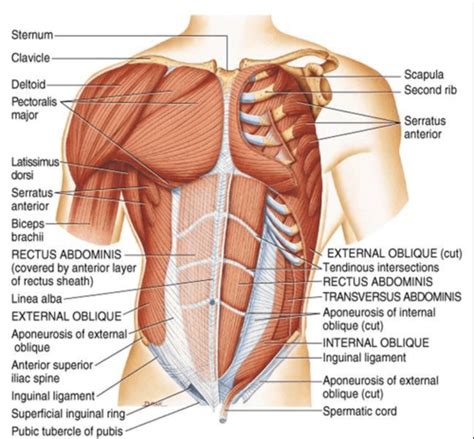 Muscles Chest And Abdomen Diagram Quizlet