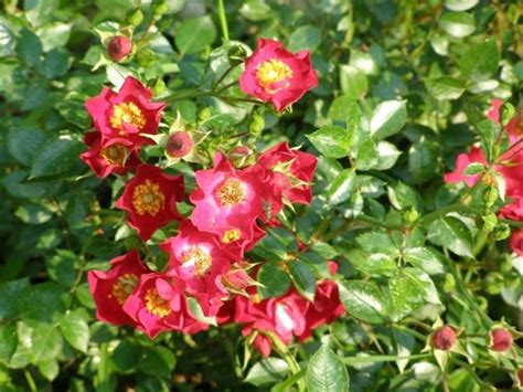 Il nome botanico è crataegus, e al genere appartengono circa duecento specie di arbusti o piccoli alberi, a foglia decidua, diffusi allo stato naturale in europa, in asia, africa e nord america; Rose antiche - Rose - Peculiarità delle rose antiche