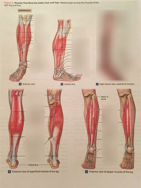 Muscles That Move The Ankle Foot And Toes Diagram Quizlet