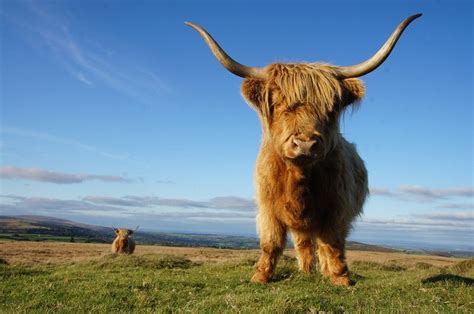 Highland Cattle On Dartmoor Highland Cattle Scottish Highland Cow