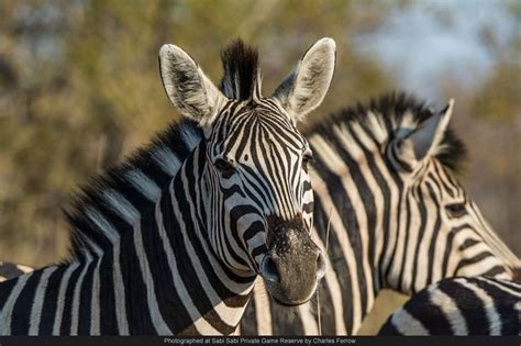 Highlights October 2014 Sabi Sabi Private Game Reserve Blog