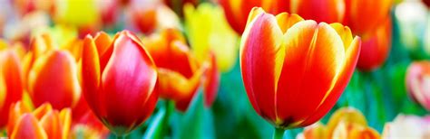 Here's the best way to plant tulips, daffodils , hyacinth, and your other favorite bulbs in the winter and early spring. How to grow and care for tulips | lovethegarden