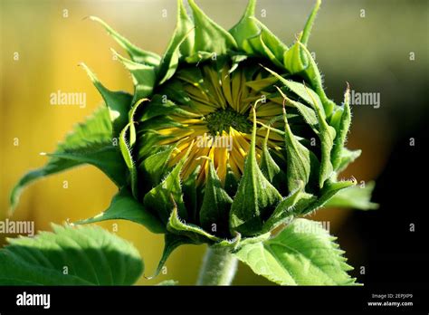 Sunflower Helianthus Blooming From Bud Stock Photo Alamy