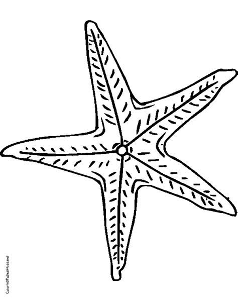 If a starfish's body is cut away, it will grow back. Starfish Outline Drawing at GetDrawings | Free download