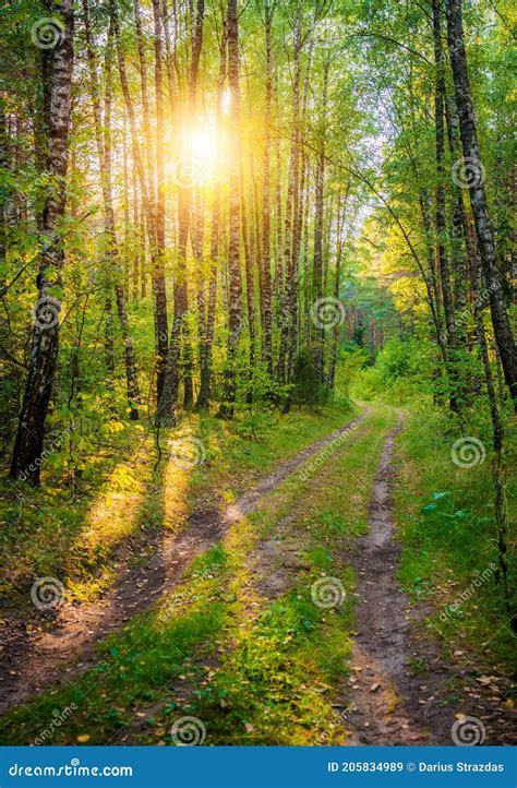 Forest And Road Landscape Sunny Afternoon Vertical Image Stock Image