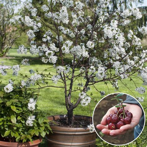 Gurneys 1 Gal Romeo Dwarf Bush Cherry Prunus Live Potted Fruiting Tree 1 Pack 61665 The