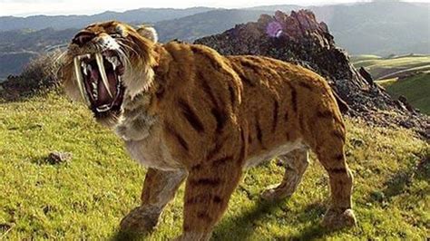 Saber Toothed Tiger Prehistoric Cats Documentary YouTube