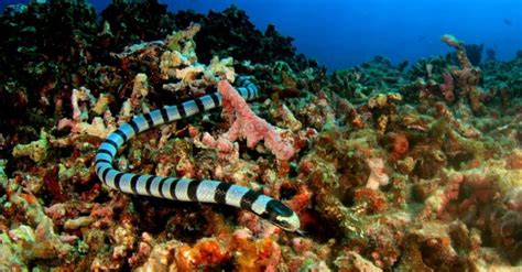Giant Sea Snakes Discover The Largest Sea Snakes In The World A Z