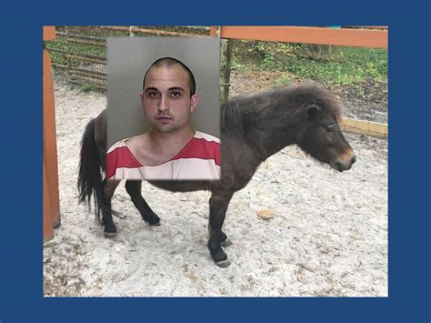 Ocala Post Man Arrested After He Mounted Horse