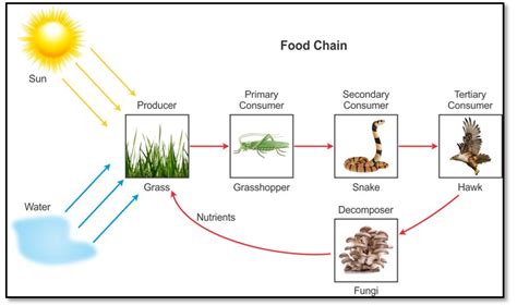 Environment Goa Class 10 Biology Notes Chapter 1 Topperlearning