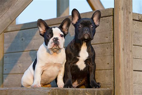 We now live in becker mn. french bulldog puppy - Animal Stock Photos - Kimballstock
