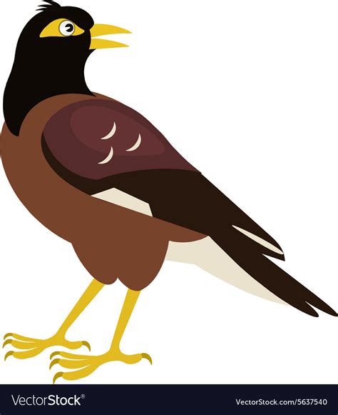 Indian Starling Common Myna Royalty Free Vector Image