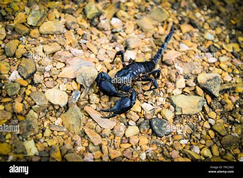 The Black Emperor Scorpion Dead On The Rock Ground Pandinus Imperator