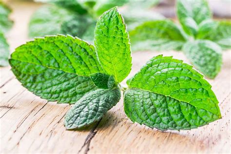 Tips For Growing Apple Mint Make House Cool