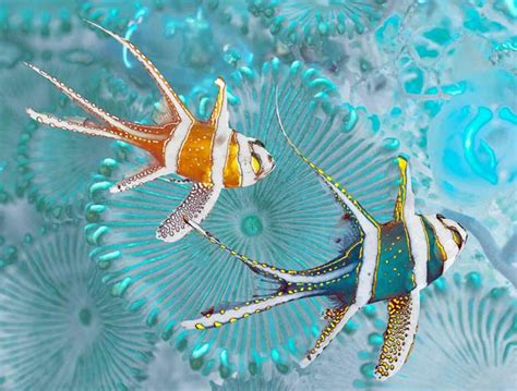 Colourful Marine Life Of Indonesia Mailments The Fun