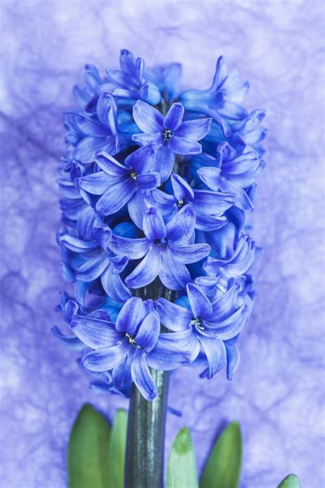 Blue Hyacinth Stock Photo Image Of Blue People Flowering 50490924