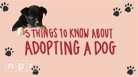 5 Things To Know Before You Adopt A Dog Life Kit Npr Youtube