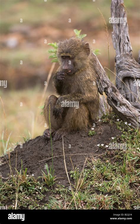 Young Savanna Baboon Stock Photo Alamy