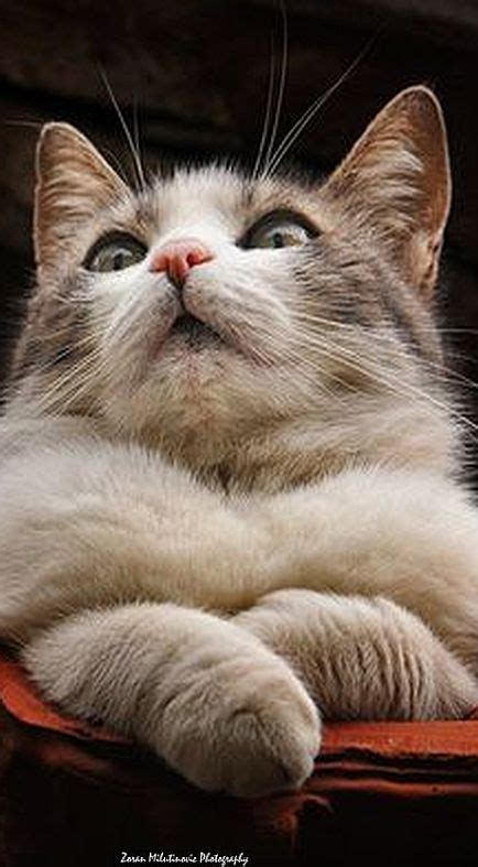 Beautiful Proud Cat ☀ By Zoranphoto On Deviantart Cats Animal Pet